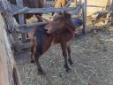 Welsh Ponys zu verkaufen 10 Stück