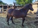 Welsh Ponys zu verkaufen 10 Stück
