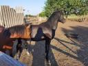 Welsh Ponys zu verkaufen 10 Stück