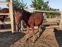 Welsh Ponys zu verkaufen 10 Stück