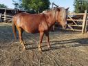 Welsh Ponys zu verkaufen 10 Stück