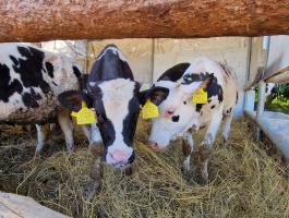 Holstein bikaborjak