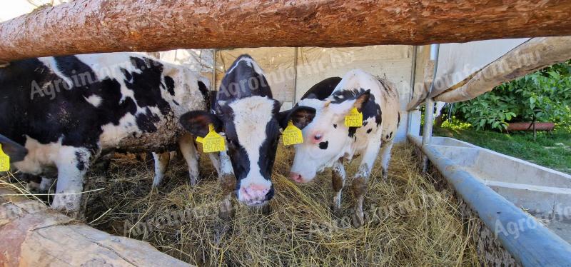 Holstein bikaborjak