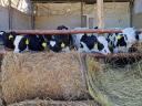 Holstein bikaborjak