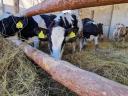 Holstein bikaborjak