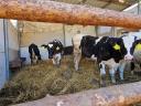 Holstein bikaborjak