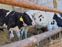 Holstein bikaborjak