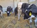 Holstein bikaborjak