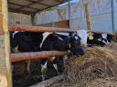Holstein bikaborjak