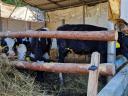 Holstein bikaborjak