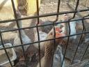 Gans, Ente