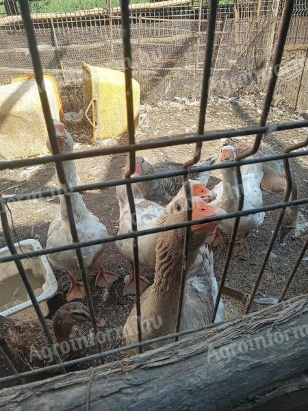 Gans, Ente