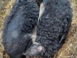Fecskehasú mangalica pár