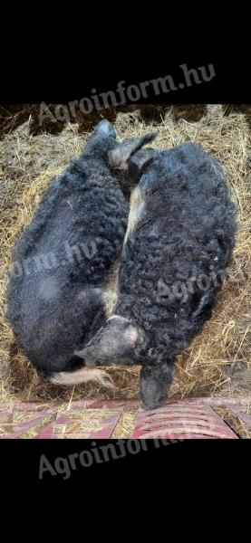 Schwalbenbauch-Mangalica-Paar
