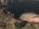 Schwalbenbauch-Mangalica-Paar