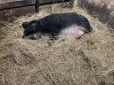 Schwalbenbauch-Mangalica-Paar