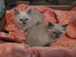Ragdoll macska