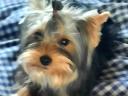 Studbook Yorkshire Terrier dog