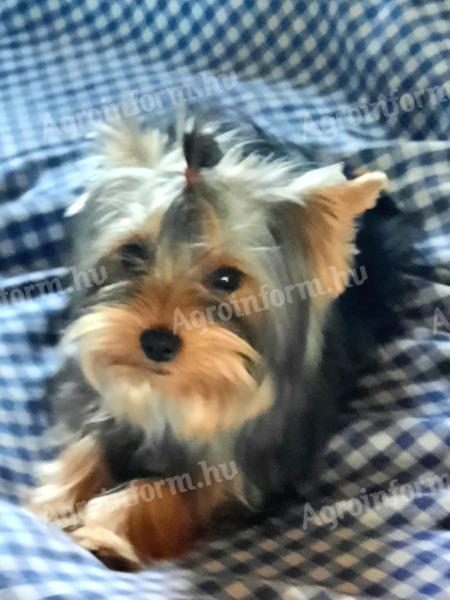 Studbook Yorkshire Terrier dog