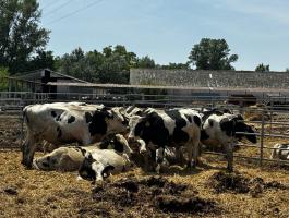 49 db Holstein-fríz bika eladó