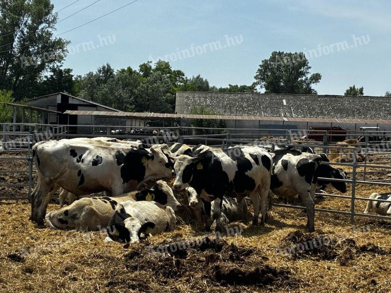 49 holštýnsko-fríských býků na prodej