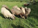 Sheep, sheep, lamb for sale