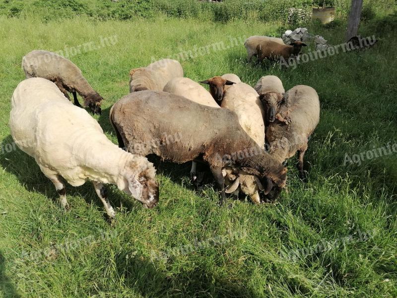 Sheep, sheep, lamb for sale