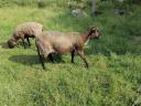 Sheep, sheep, lamb for sale