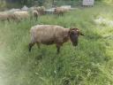 Sheep, sheep, lamb for sale