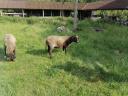 Sheep, sheep, lamb for sale