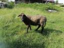 Sheep, sheep, lamb for sale