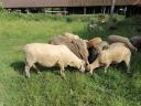 Sheep, sheep, lamb for sale