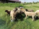 Sheep, sheep, lamb for sale