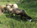 Sheep, sheep, lamb for sale