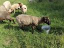 Sheep, sheep, lamb for sale