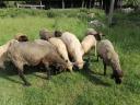 Sheep, sheep, lamb for sale