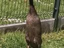 Mallard duck, Indian snail-eating duck family for sale