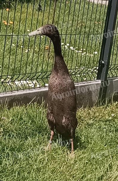 Mallard duck, Indian snail-eating duck family for sale
