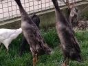 Mallard duck, Indian snail-eating duck family for sale
