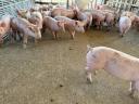 Election piglet