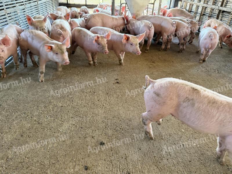 Election piglet