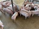 Election piglet