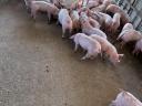 Election piglet