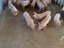 Election piglet