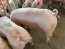 Election piglet