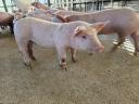 Election piglet