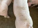 Election piglet