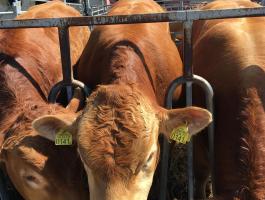 Limousin tenyészbika eladó
