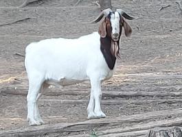 Búr bak