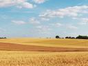Ich möchte landwirtschaftliche Flächen pachten! (Putnok und Umgebung)
